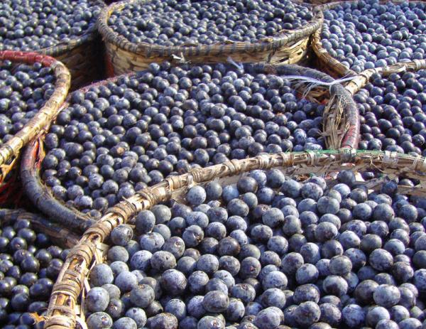 Associada ao açaí, doença de Chagas ressurge no Amazonas