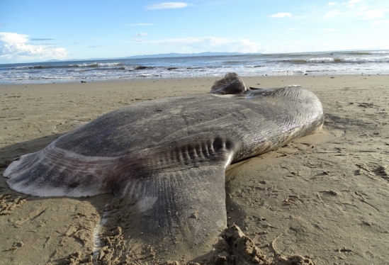 Nunca visto antes no Hemisfério Norte e um tanto 'alienígena', peixe raro é encontrado na praia