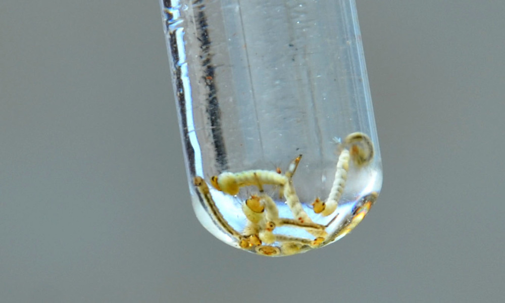 Manaus está entre cidades em alerta para surto de doenças transmitidas pelo Aedes aegypti