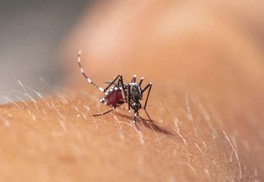 Febre chikungunya cresce 17% em relação ao ano passado no AM
