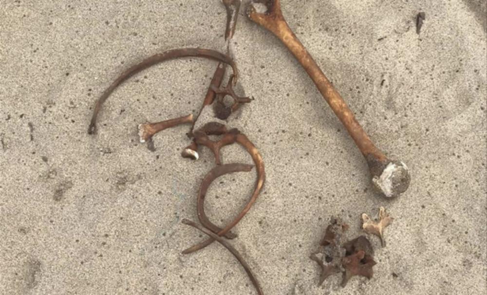 Restos mortais são encontrados na praia da Ponta Negra