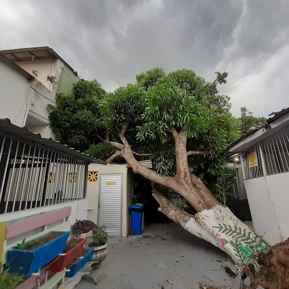 Queda de árvore durante chuva atinge abrigo infantil em Manaus
