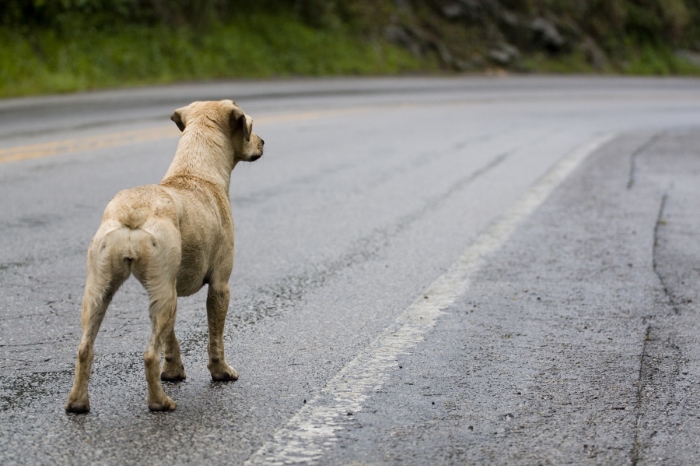 Dezembro Verde alerta sobre o abandono de animais no Amazonas