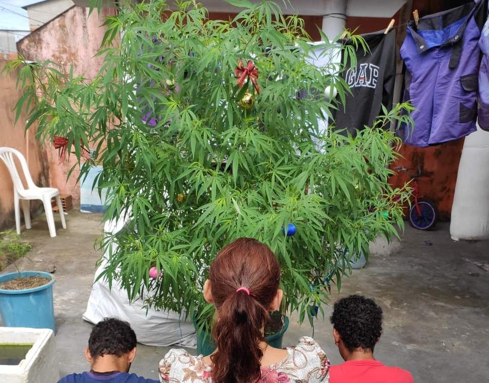 Pé de maconha vira árvore de Natal e homem vai parar na delegacia