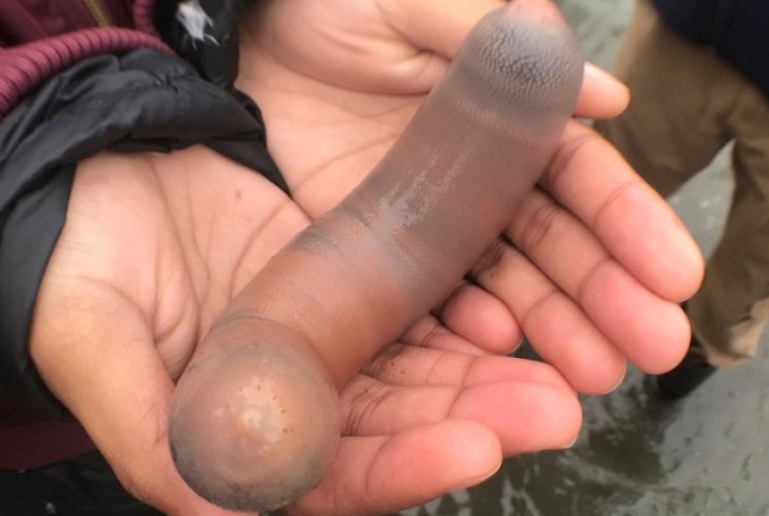 'Peixe pênis' surpreende banhistas