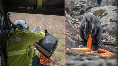 'Chuva de cenouras e batatas-doces' salva animais na Austrália