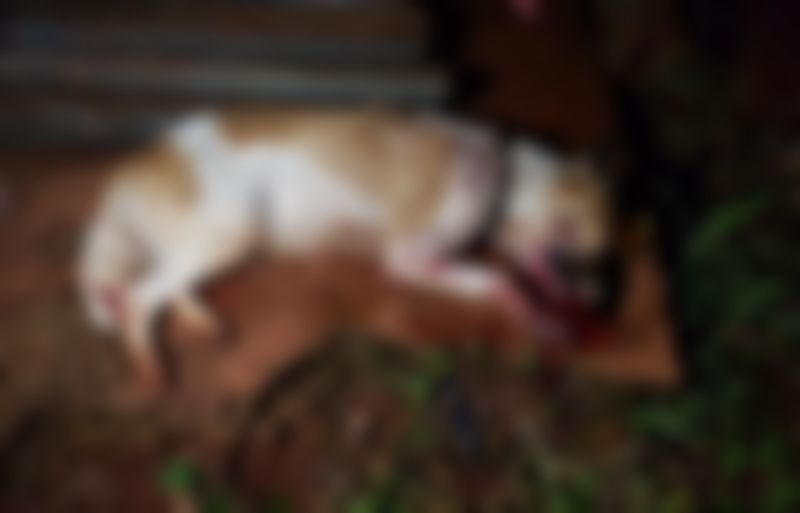 Crueldade: cadela é morta a pauladas enquanto procurava comida em lixo de moradora