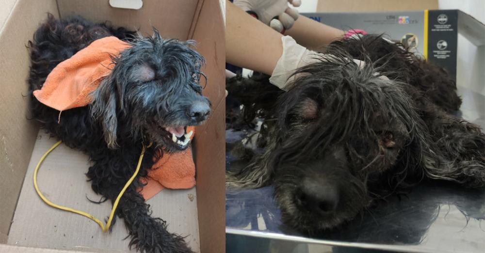 Descaso: Cadela com olhos perfurados é abandonada em Manaus