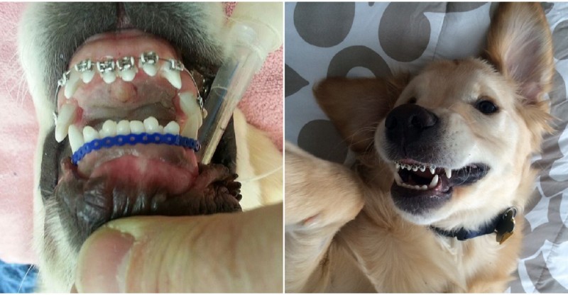 Cachorro que usa aparelho nos dentes vira sensação na Internet