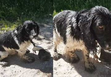 Cão é jogado em rio com âncora de 6 quilos no pescoço e sobrevive