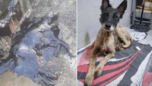 Cão totalmente coberto de piche é salvo em operação de resgate de 9 horas