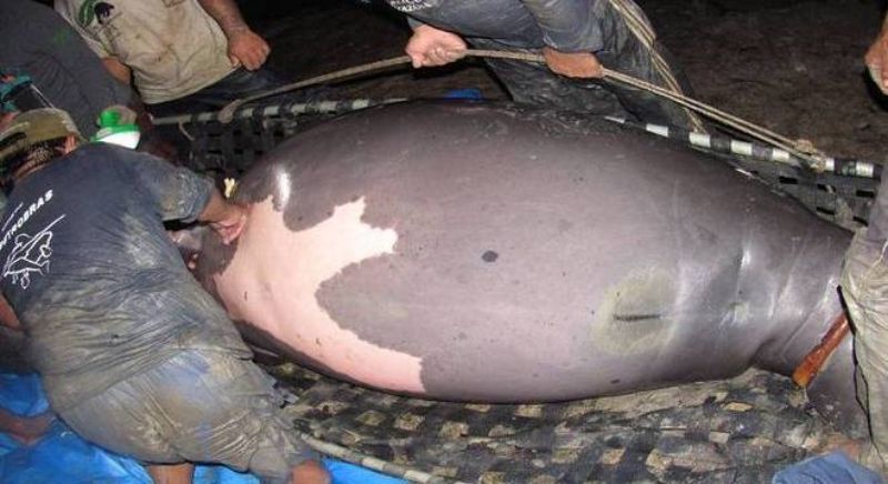 Peixe-boi liberada há menos de dois anos na Amazônia está grávida