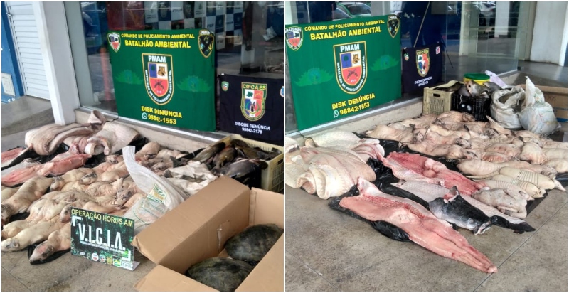 Polícia faz apreensão de animais silvestres abatidos em Manaus