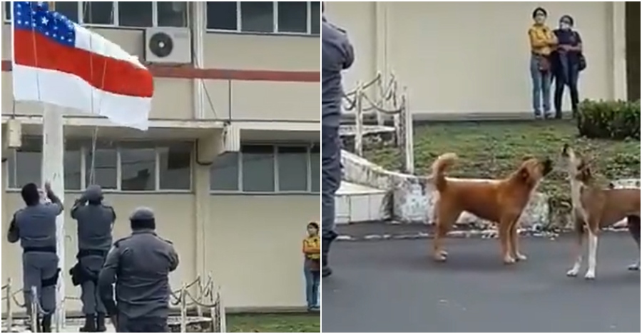 Cachorros ‘batem continência’ para o hasteamento da bandeira do Amazonas