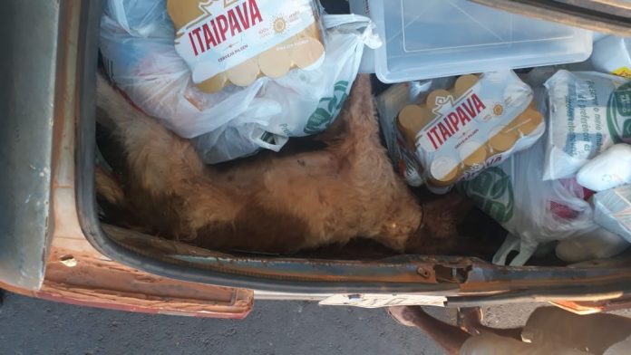 Dono esquece cachorro em porta-malas e animal acaba morrendo