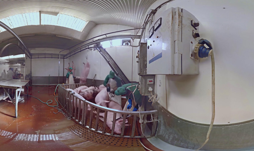 Realidade virtual expõe o sofrimento dos animais em fazendas e matadouros