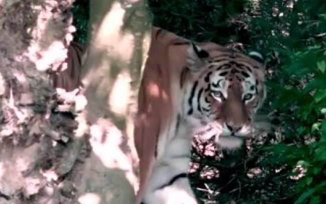 Tigre mata e mutila criança de 10 anos durante passeio