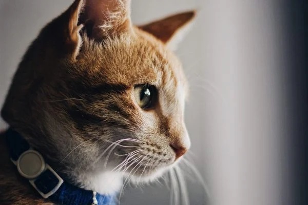 Gata é o primeiro animal a testar positivo para Covid-19 no Brasil