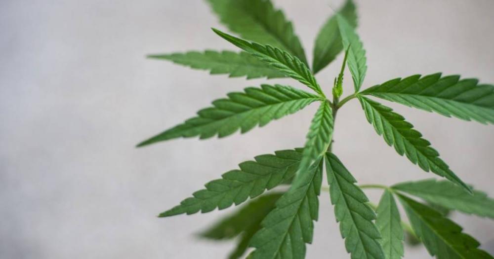 Estado de Nova York aprova lei que legaliza uso recreativo da maconha