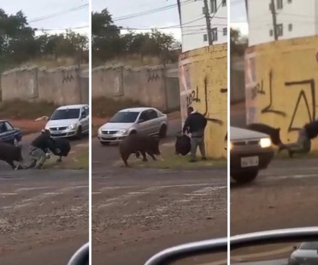 Entregador é mordido por porco e tem moto quebrada