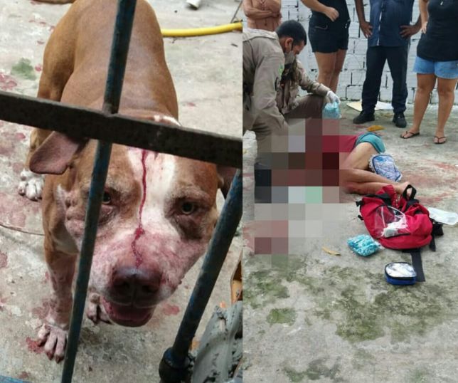 Pitbull não reconhece e mata a própria dona