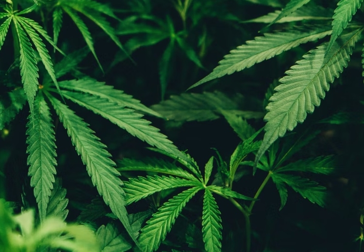 STJ autoriza plantio de maconha para uso medicinal, em decisão inédita