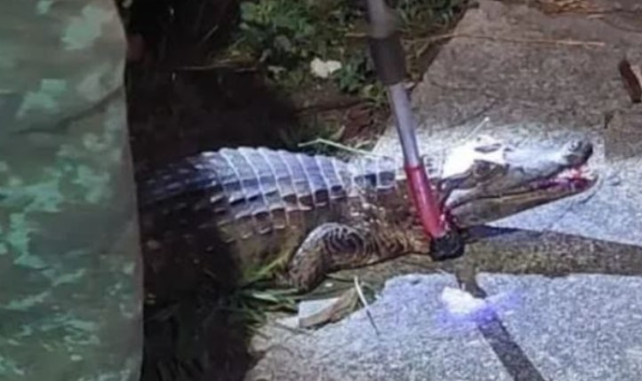 Motociclista atropela jacaré que tentava entrar no Igarapé do Mindú, em Manaus