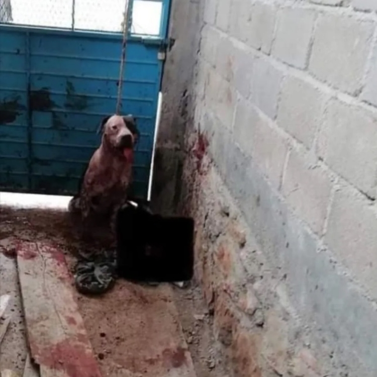 Pitbull arranca braço de ladrão, família do invasor pede que o animal seja sacrificado
