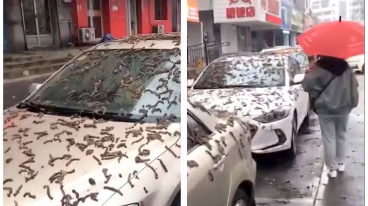 ‘Chuva de vermes’ cobre carros e ruas na China