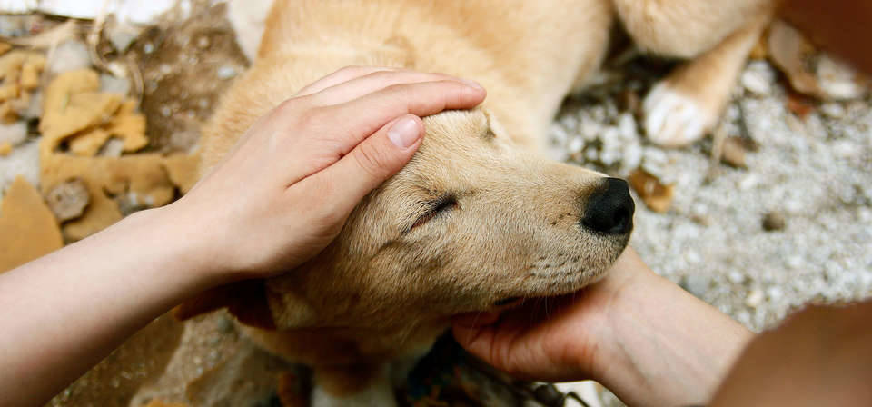 TCE-AM promove roda de conversa sobre saúde e direitos dos animais