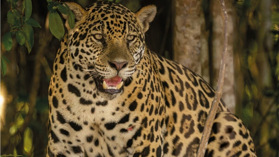 Caçadores que mataram dezenas de onças pelo Brasil são presos em Goiás