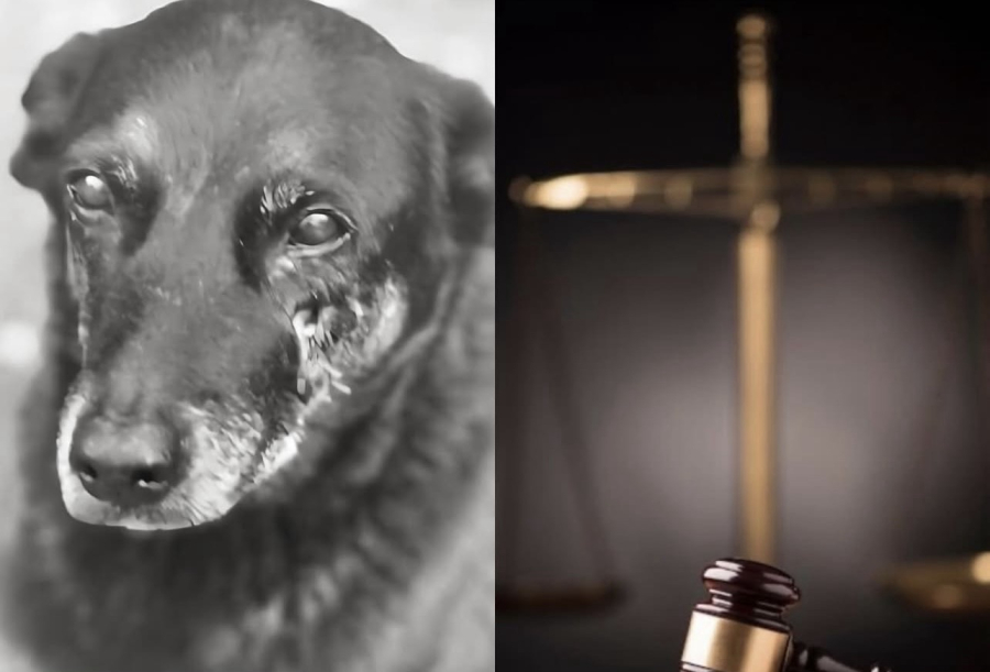 Justiça de SC determina remoção de conteúdos sobre adolescentes investigados pela morte do cão Orelha