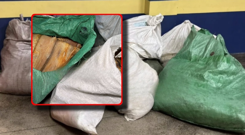 Mais de meia tonelada de pirarucu é apreendida na Feira da Panair