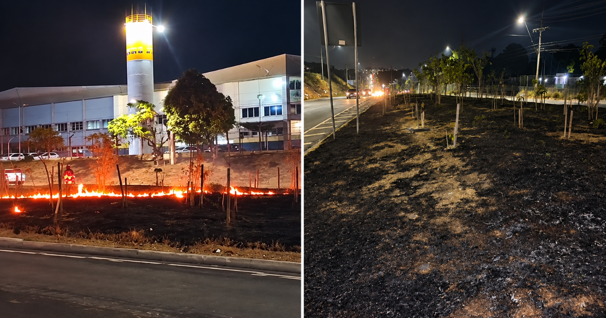 Incêndio destrói árvores replantadas pela Prefeitura em canteiro na Zona Norte de Manaus; VÍDEO